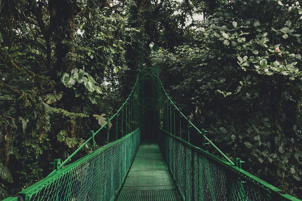 forest blog