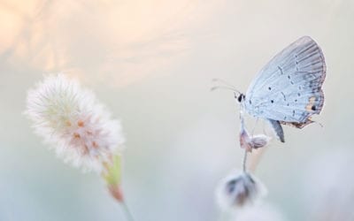 On cocoons