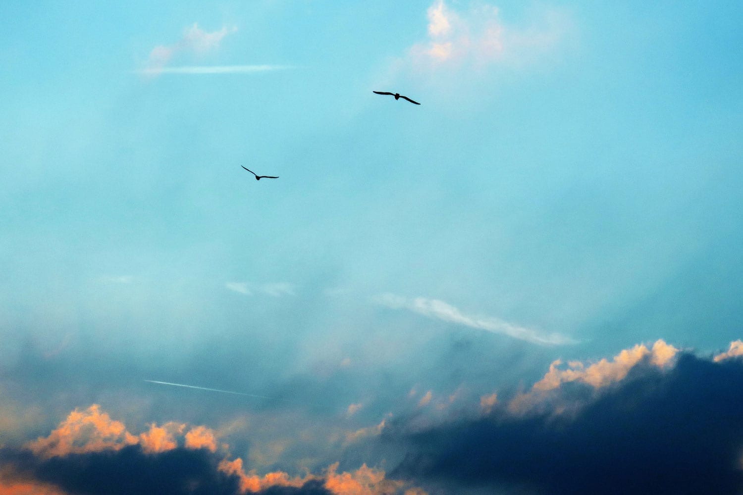 two-birds-crop two birds