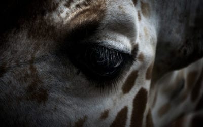 The girl and the giraffe