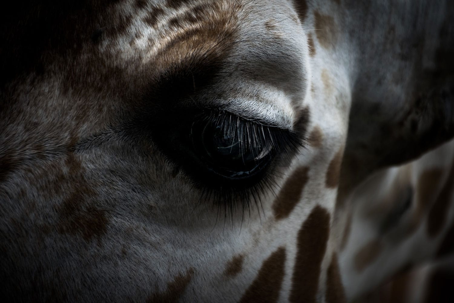 giraffe giraffe, girl, eye