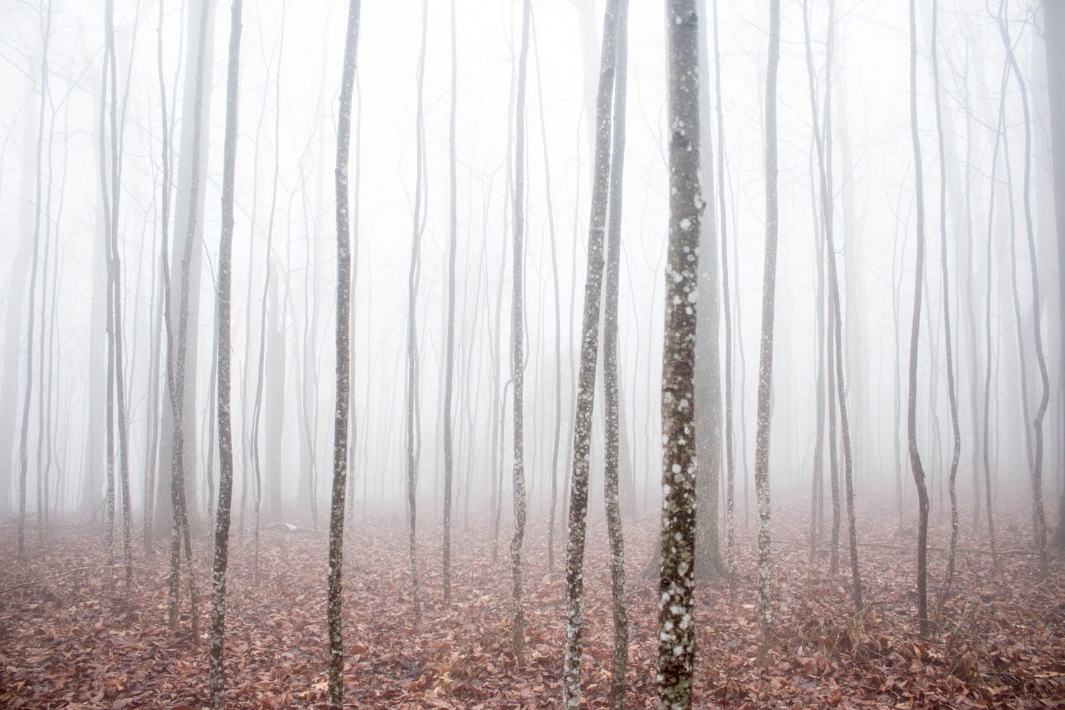 woods woods