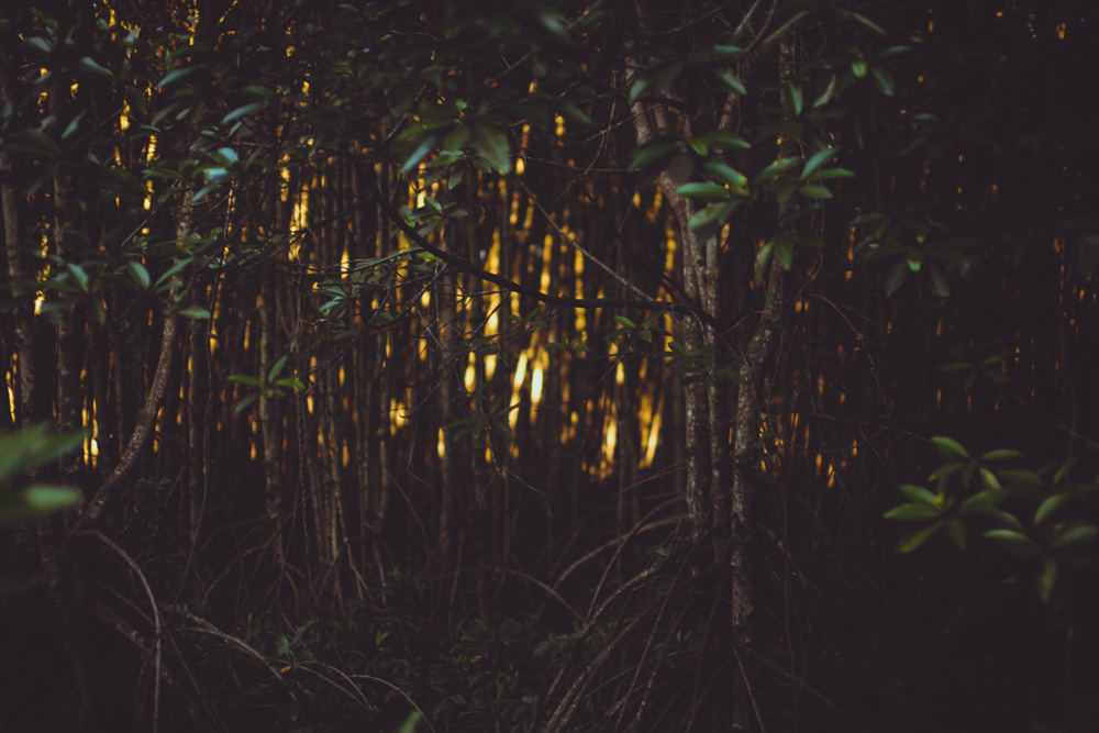 fireflies2 fireflies