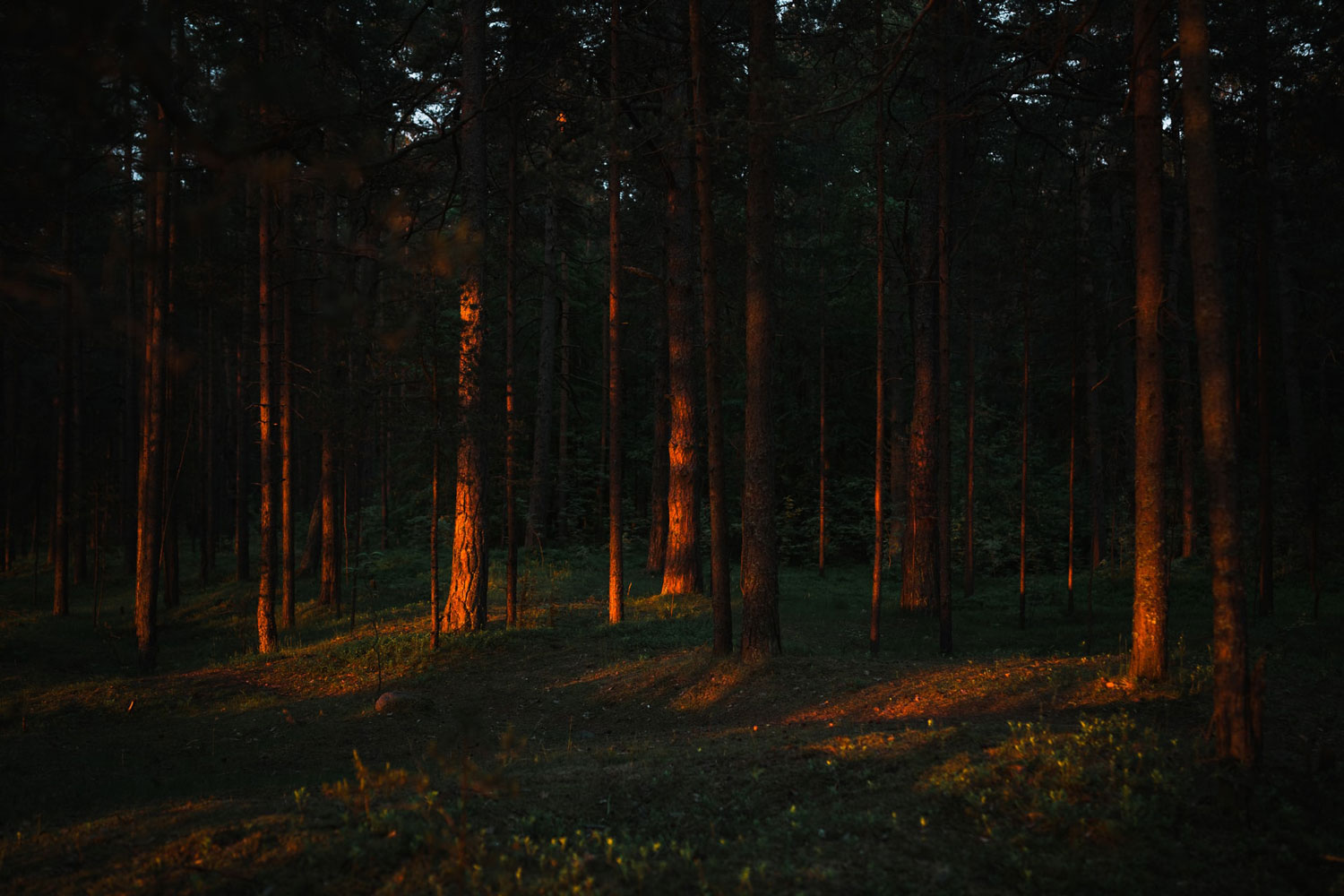 forest-fires-andrey-svistunov Forest fires